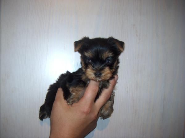 yorkshire terrier cachorritos