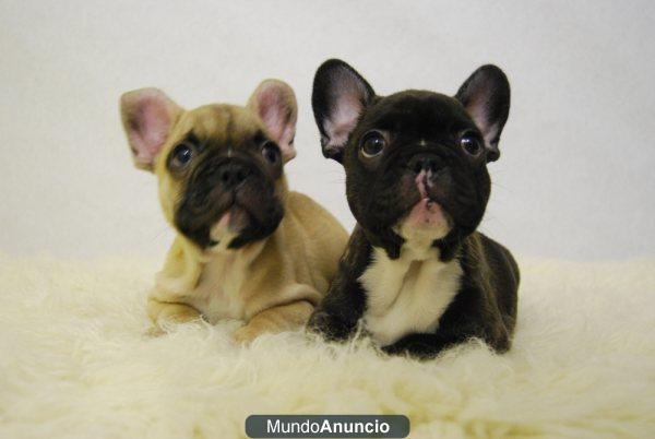 Bulldog Franceses Preciosos cachorros Disponibles para entregar