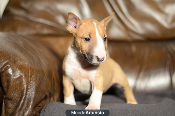 BULLTERRIER MINIATURA PEDIGREE DE CAMPEONES