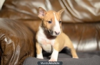 BULLTERRIER MINIATURA PEDIGREE DE CAMPEONES - mejor precio | unprecio.es