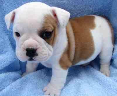 cachorro de bulldog ingles