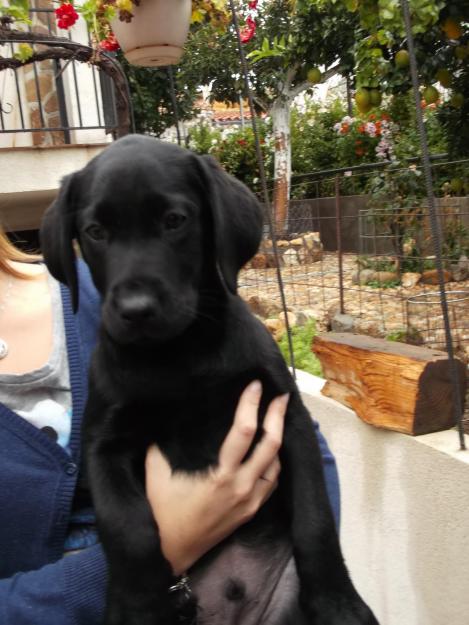 Cachorro de labrador