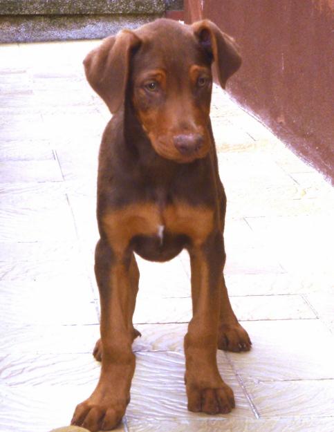 Cachorros de Doberman