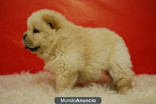 CHOW CHOW ROJOS Y BLANCOS PEDIGREE