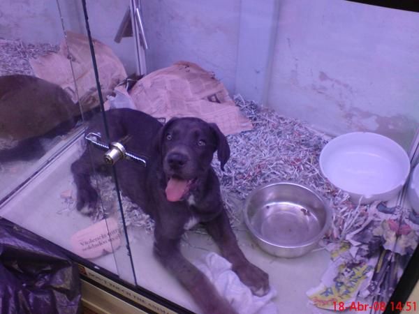 DOGO O GRAN DANES en venta cachorros