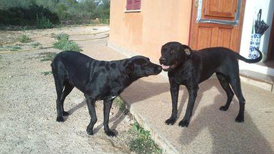 Hembras Ca de Bestiar en adopción