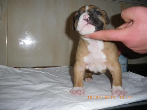 Impresionante American Staffordshire Terrier