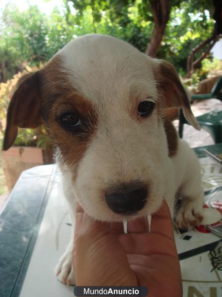 JACK RUSSELL TERRIER