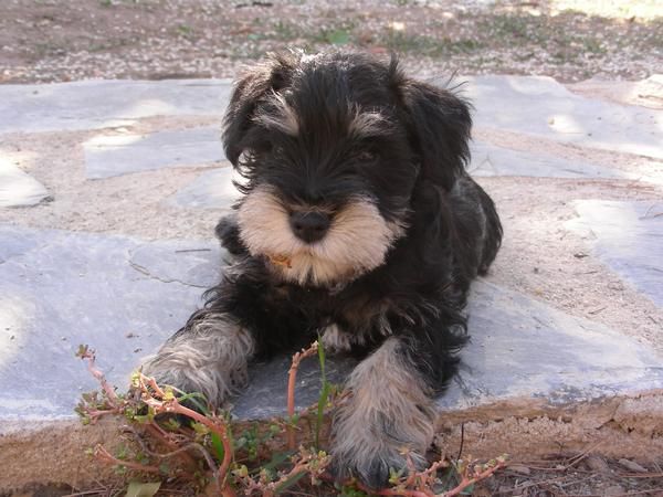 Schnauzer negro y plata, criados en casa, con Loe