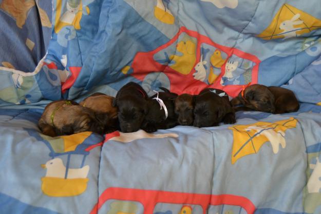 se vende cachorros de pastor de brie