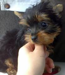 Yorkshire Terrier