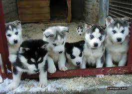 Adopto cachorro de Husky Siberiano