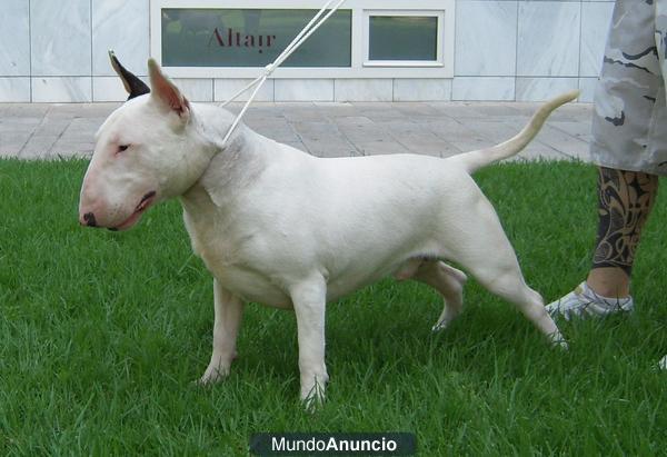 BULL TERRIER 100% INGLES PARA MONTAS