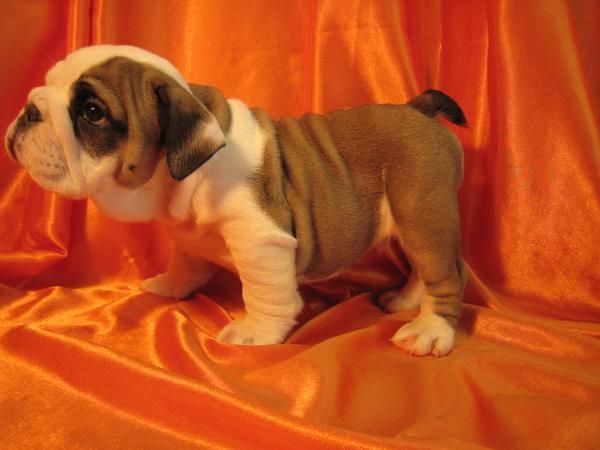 Cachorros de bulldog ingles de  1mes 1/2 de edad