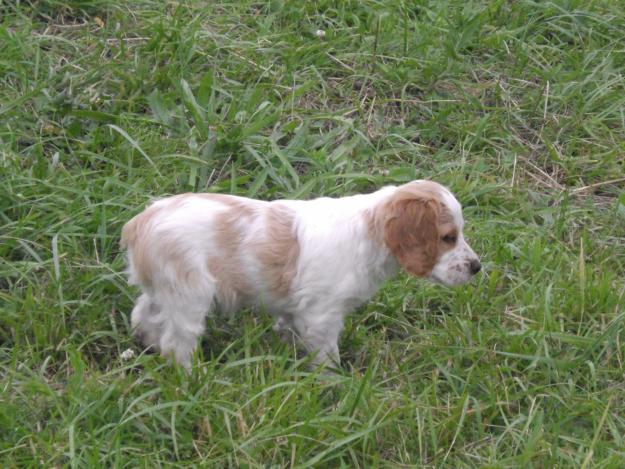 Cachorros de Epagneul Breton