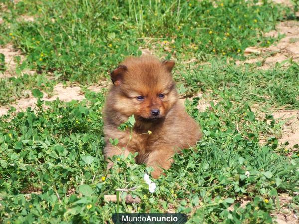 Cachorros de pomerania 400€ bcn