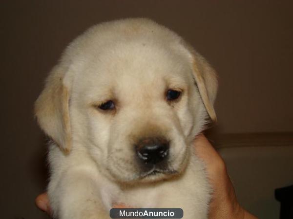 CACHORROS LABRADORES ESPECIAL REBAJAS DE ENERO