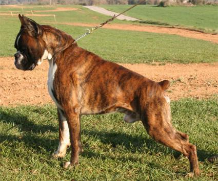 EXCELENTE BOXER PARA EXPOSICIONES