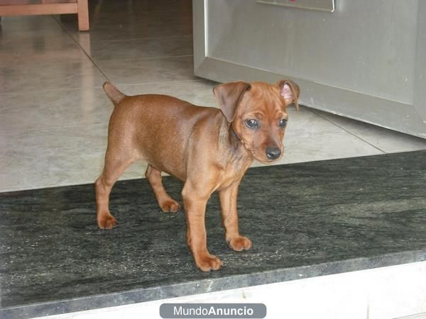 hembra pinscher miniatura