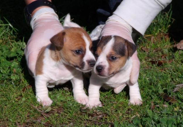 jack russell cachorros