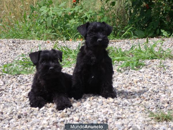 Schnauzer Mini 390€