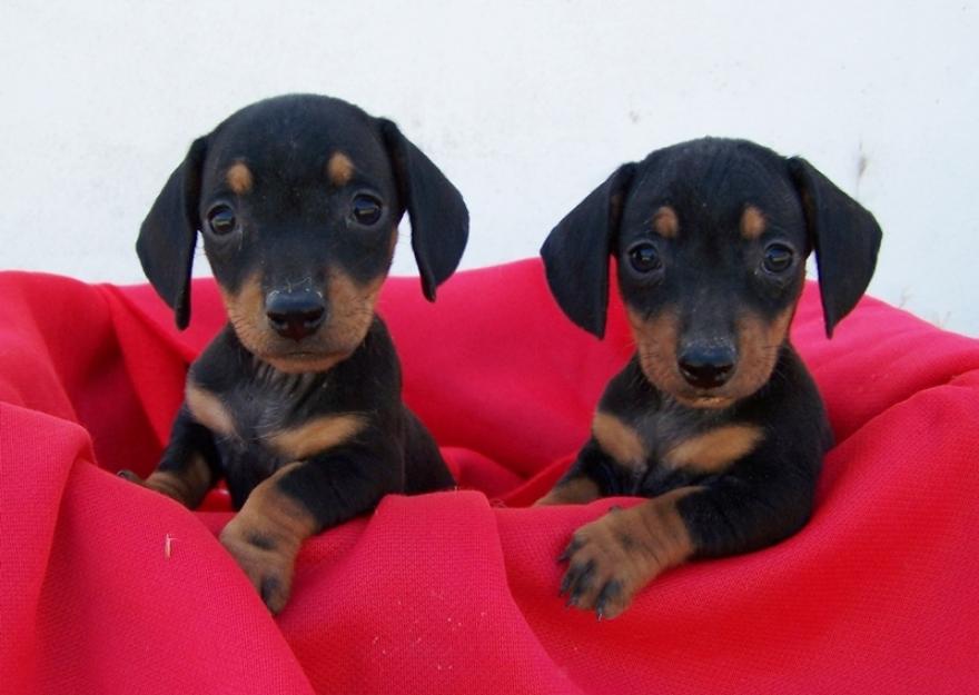 Teckel miniatura cachorritas de pelo corto!!