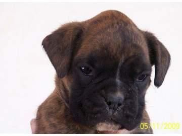 Vendo cachorras boxer PEDIGREE