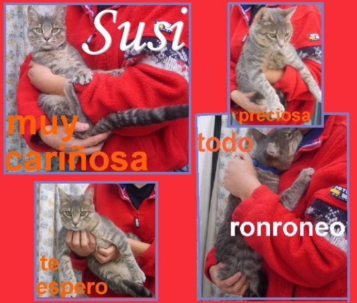 Susi, la gata más mimosa del universo busca una familia