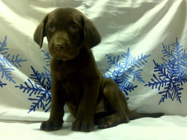 Cachorritos de Labrador color chocolate 450 euros