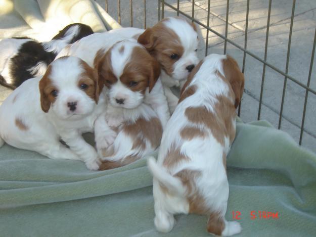 CACHORROS COCKER SPANIEL Con Pedigree