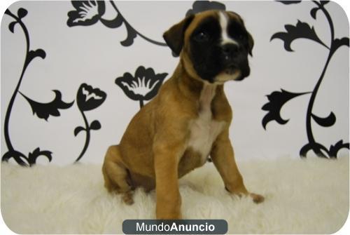 camada de Boxer con pedigree; cachorros para compañia o exposicion a 1 hora de Madrid