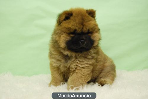 Chow Chow, excelentes cachorros de dos meses