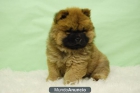 Chow Chow, excelentes cachorros de dos meses - mejor precio | unprecio.es