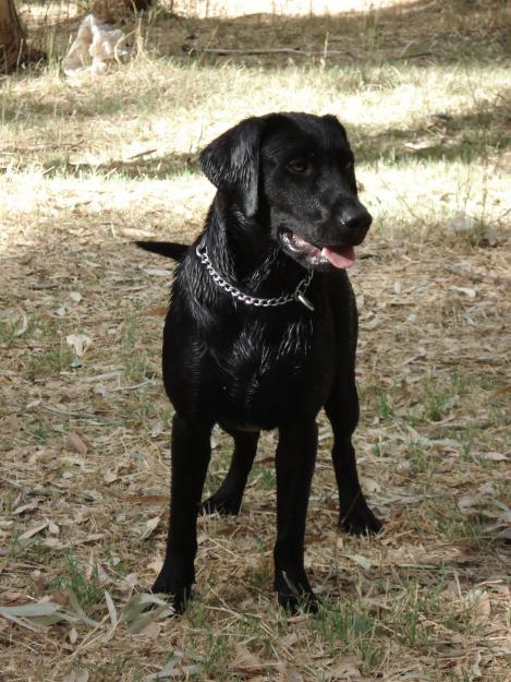 labrador adiestrado obediencia y caza