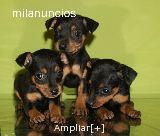 PRECIOSOS CACHORROS DE MINI PINCHER