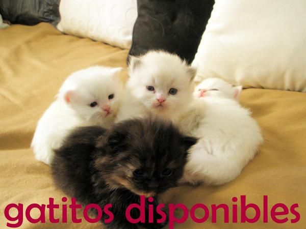 Preciosos gatitos persas