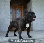 bulldog frances para montas