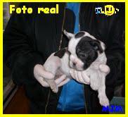 Bulldogs Frances en Madrid Pedigree 450€