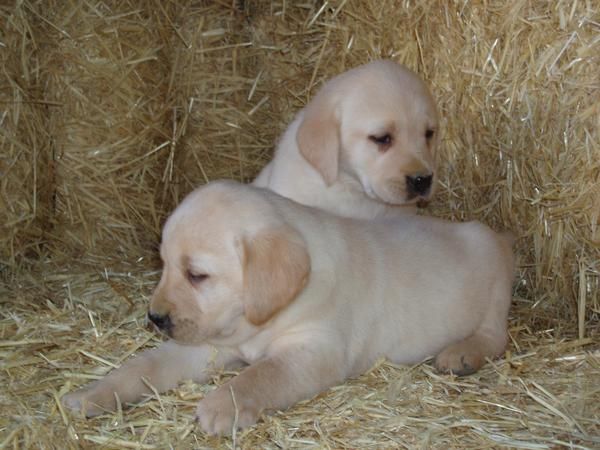 Cachoros de labrador con L.O.E.