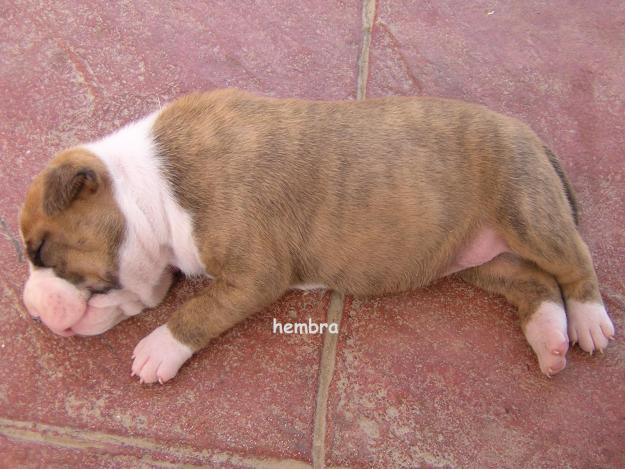 cachorros de american stanford shire