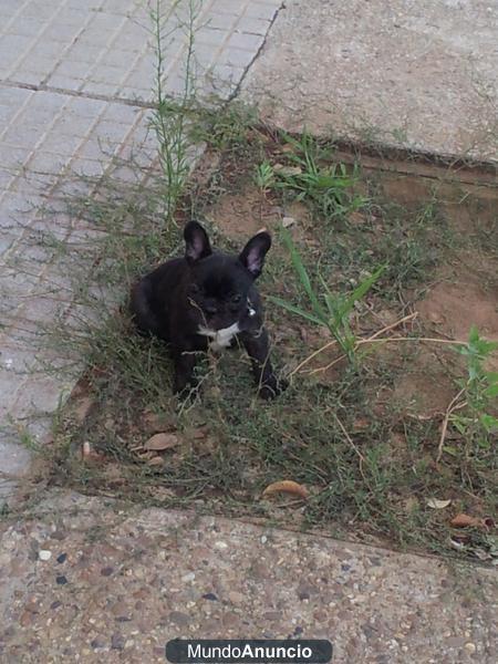 cachorros de bulldogs frances