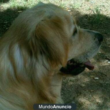 golden retriever para montas