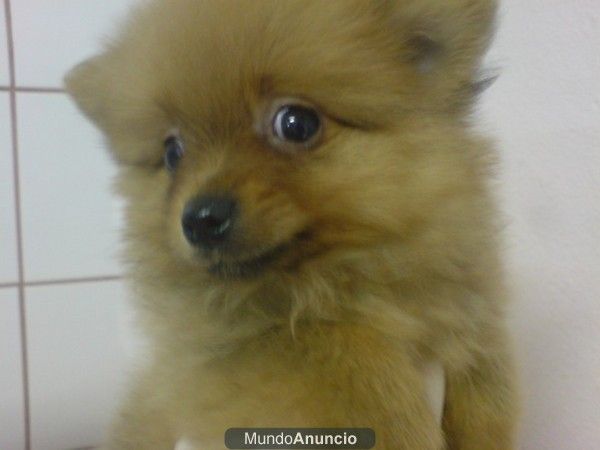 Pomerania Lulu, pequeños zorritos, perros, cachorros, criadero, venta.   Preciosa camada, se entrega a partir de los 2 m