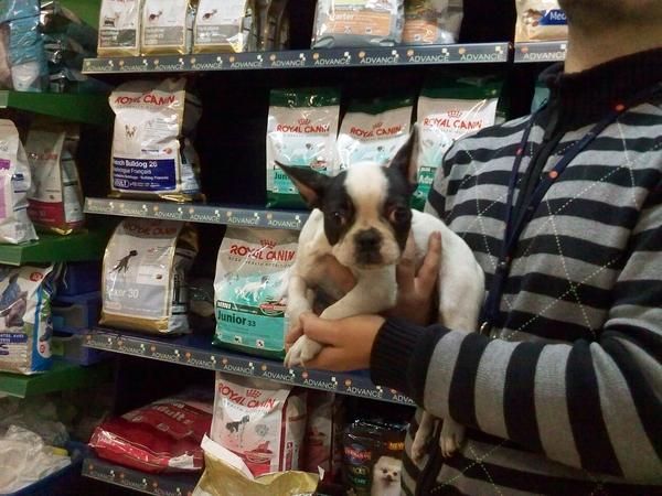 CACHORRITOS DE BULLDOG FRANCES, 490 EUROS