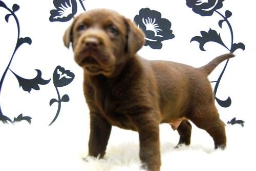 Labrador -- ( Chocolate ) -- Cachorretes de Calidad -- Listos para Entregar