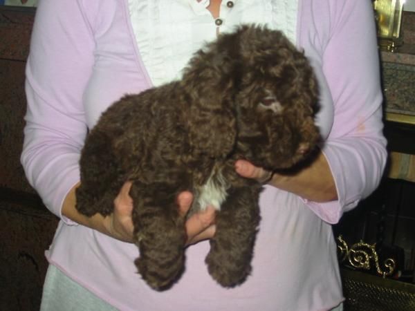 Perro de aguas,cachorros,color chocolate.