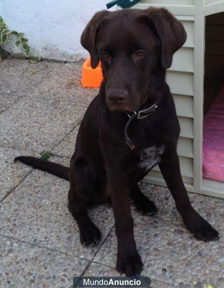 Regalo Cachorro de Labrador