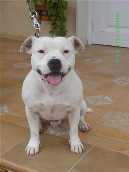 Staffordshire bull terrier BLANCO, para montas