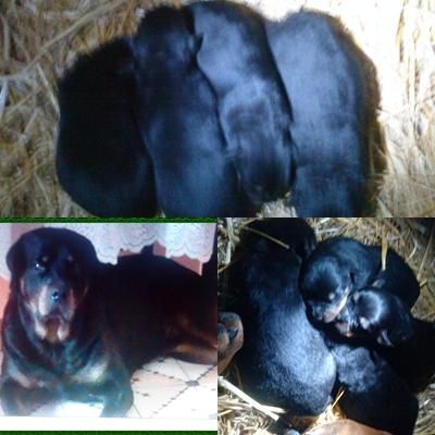 VENDO 4 HEMBRAS DISPONI DE ROTTWEILER A BUEN PRECIO