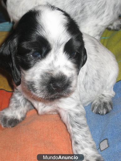 CACHORROS COCKER SPANIEL ¿Quieres que forme parte de tu familia?